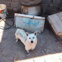 سگ چسی|سگ|کندوان, |دیوار