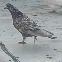 کبوتر گمشده