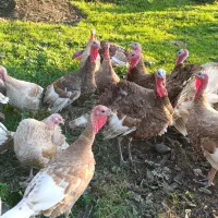 بوقلمون و غاز