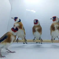 سهره گاوی|پرنده|شهریار, شهرک اداری تندگویان|دیوار