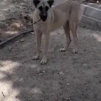 سرابی|سگ|ایلام, |دیوار