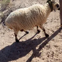 گوراند|حیوانات مزرعه|دلگان, |دیوار