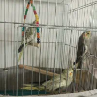 عروس هلندی|پرنده|محمدشهر, محمدشهر|دیوار