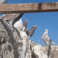 کبوتر|پرنده|ورامین, خورین|دیوار