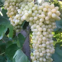 اجرا واحداث باغات داربستی وسنتی|خدمات باغبانی و درختکاری|کرمانشاه, |دیوار