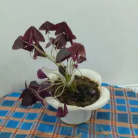 گل پتوس وپروانه ای طبیعی