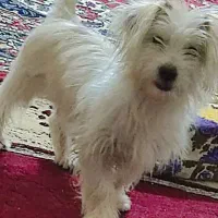 سگ تربیت شده