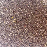 کنجد کشت امسال