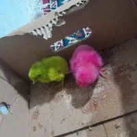 جوجه رنگی
