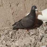 ۴۰۰۰۰۰۰|پرنده|خرم بید, |دیوار