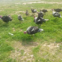 بوقلمون محلی نر گوشتی و ماده و تخم مرغ فروشی