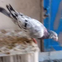 کبوتر|پرنده|نیشابور, مازول|دیوار