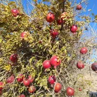 انار دونه قرمز نیگ|خوردنی و آشامیدنی|سده (خراسان جنوبی), |دیوار