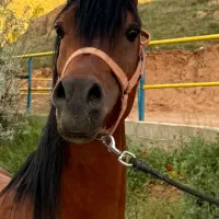 اسب|اسب و تجهیزات اسب‌سواری|تبریز, |دیوار