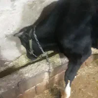 گوساله  هلشتاین