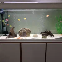 اکواریوم شیشه خم|ماهی|خرمآباد, |دیوار