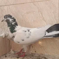 کفتر کبوتر پرنده