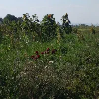 زمین باغ گیلانده|فروش دفتر صنعتی، کشاورزی، تجاری|اردبیل, |دیوار