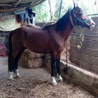 ۲ رس اسب نریان باری سواری|اسب و تجهیزات اسب‌سواری|کوهی‌خیل, |دیوار