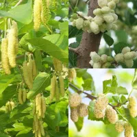 توت، شاهتوت، توت مجنون