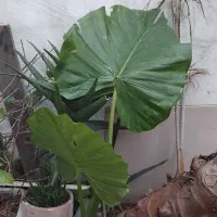 گل بابا آدم|گل و گیاه طبیعی|رشت, باهنر|دیوار