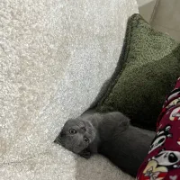 گربه اسکاتیش بلو