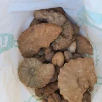 فسیل های مختلف|کلکسیون اشیاء عتیقه|سیراف, |دیوار