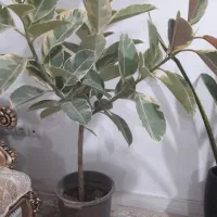 گل فیکوس ۴ شاخه حراج