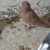 کفتر پرشی نر|پرنده|شیروان (خراسان), |دیوار