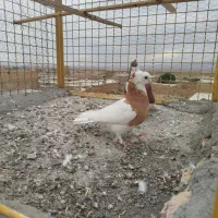 طوقی زرد ساده سرخ کاکلی
