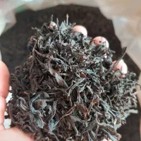 چای شاهپسند لاهیجان|عمده‌فروشی|لاهیجان, کوی آزادگان|دیوار