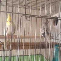 مرغ عروس|پرنده|آران و بیدگل, |دیوار