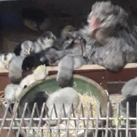 تخم مرغ گلین چهل تاج ریشو|حیوانات مزرعه|اهواز, اهواز|دیوار