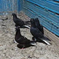اشعل سیاه|پرنده|بندر ماهشهر, |دیوار