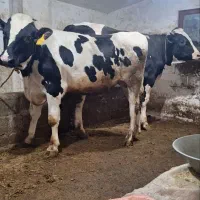 دو تا گوساله نر هلشتاین اصیل