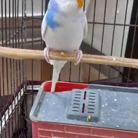 مرغ عشق انگلیسی