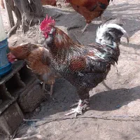 تخم مرغ نطفه دار. اصلاح شده گلپایگان|حیوانات مزرعه|اطاقور, |دیوار