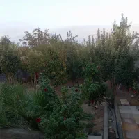 معرف-باغ