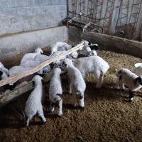 دامداری رهن و اجاره گوسفند و گاو|اجارهٔ دفتر صنعتی، کشاورزی، تجاری|شهرضا, |دیوار