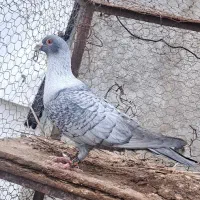 پرنده|پرنده|داراب, |دیوار