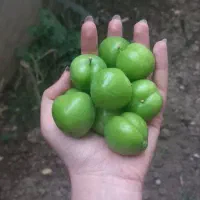 الوچه درشت و خوشمزه در جه یک