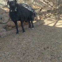 قوچ قره قزل