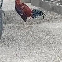خروس لاری