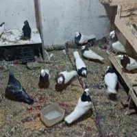 کبوتر یا کفتر