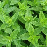 نعنا پونه‌ای یا محلی