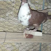 زرد گلی رسمی سیا رسمی