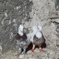 کبوتر زاغ و طوقی