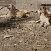 دو عدد سگ|سگ|نقده, |دیوار