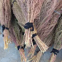 20دسته جارو دسته بزرگ روستایی کتوله ساری