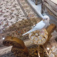 جفت مرغ عشق فقط معاوضه و عروس هلندی نیمه دستی